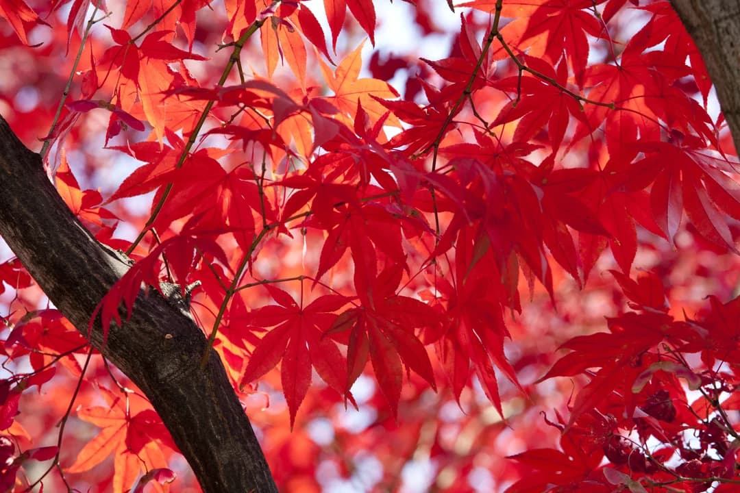 Close-up of bright red maple leaves in autumn sunlight